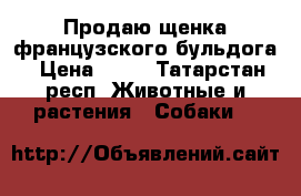 Продаю щенка французского бульдога › Цена ­ 20 - Татарстан респ. Животные и растения » Собаки   